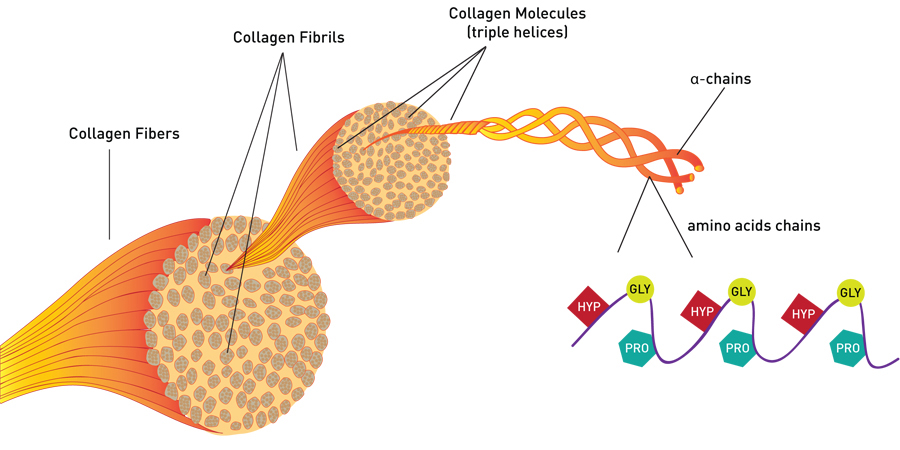 collagen diagram