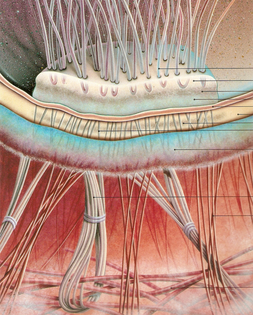 The Dermal-Epidermal Junction, center of the skin rejuvenation universe.
